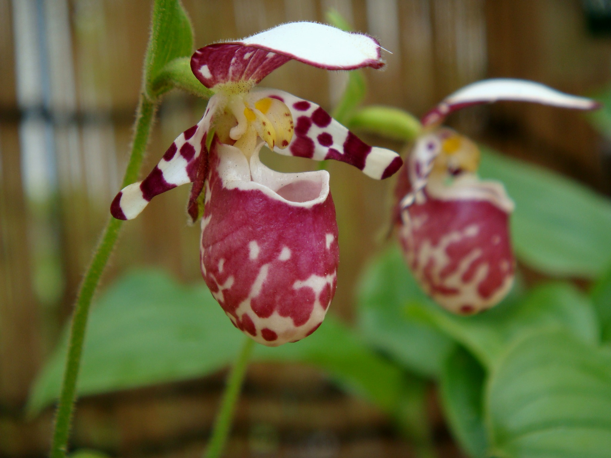Cypripedium guttatum Swartz